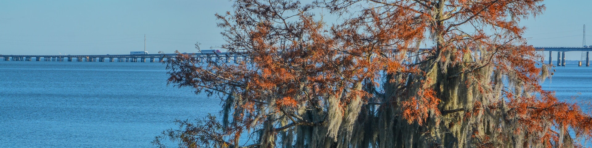 Cypress Trees with Spanish Moss growing on them. In Lake Marion at Santee State Park, Santee, Orangeburg County, South Carolina
