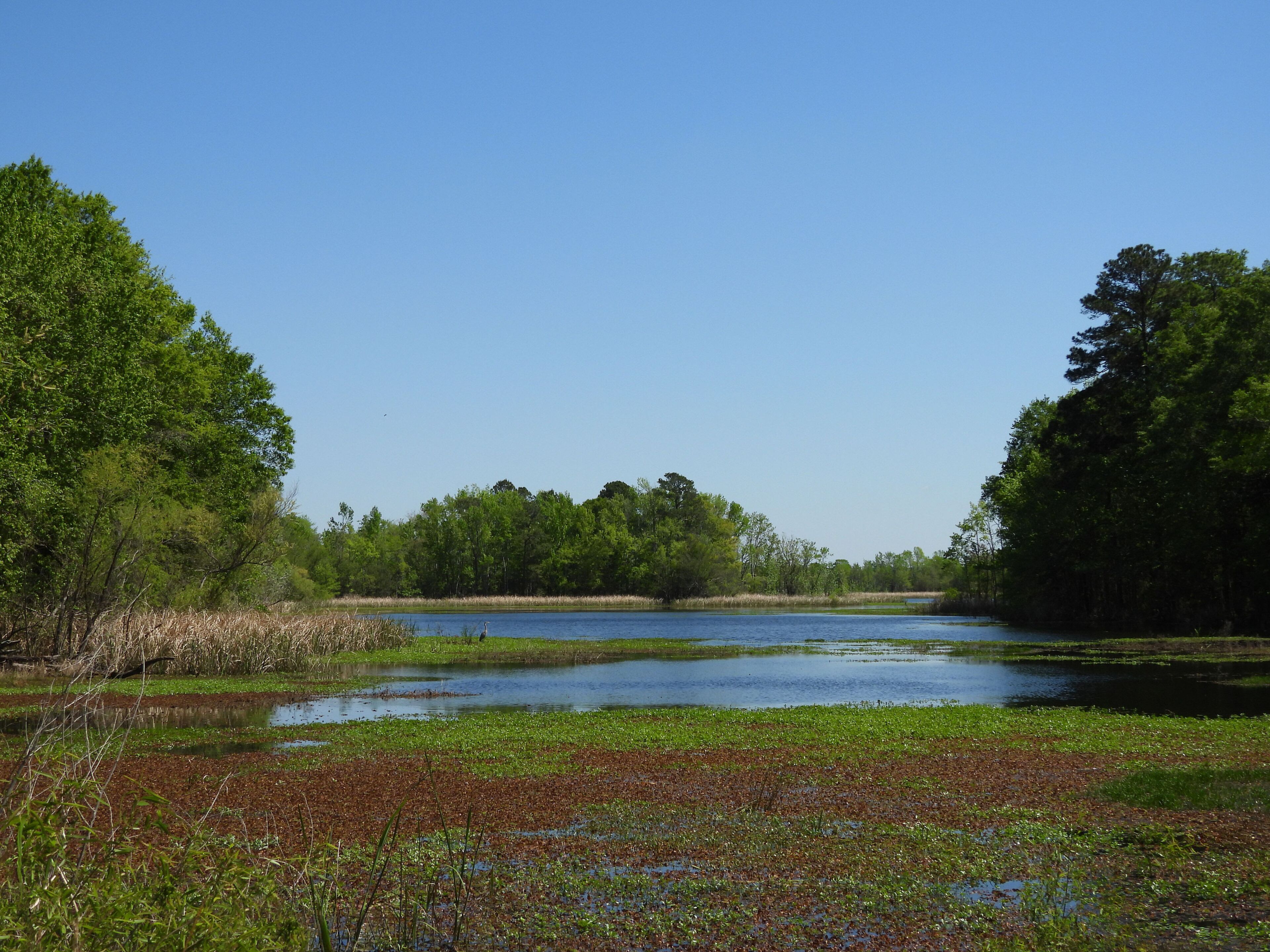 The natural beauty of the wetlands, during the spring season, within the Santee National Wildlife Refuge, Clarendon County, South Carolina.