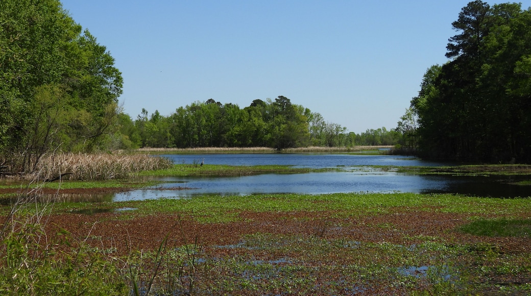 The natural beauty of the wetlands, during the spring season, within the Santee National Wildlife Refuge, Clarendon County, South Carolina.