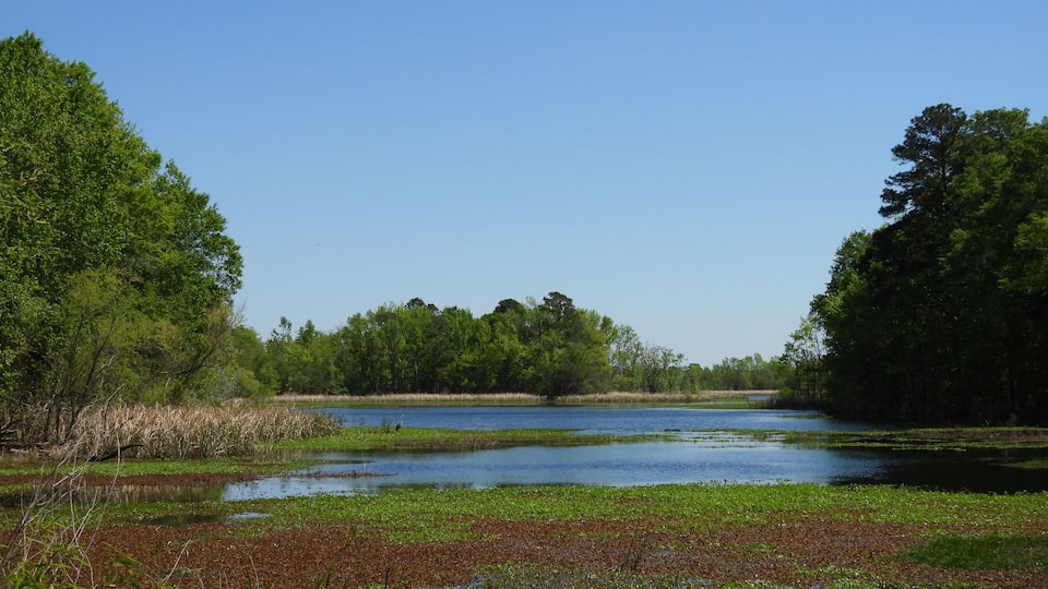 A calm lake surrounded by dense trees and patches of water lilies.