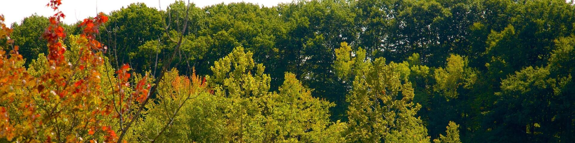 Stillwater which includes tranquil scenes, autumn leaves and a river or creek