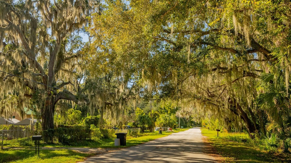 A tree-lined street with Spanish moss hanging from the branches.