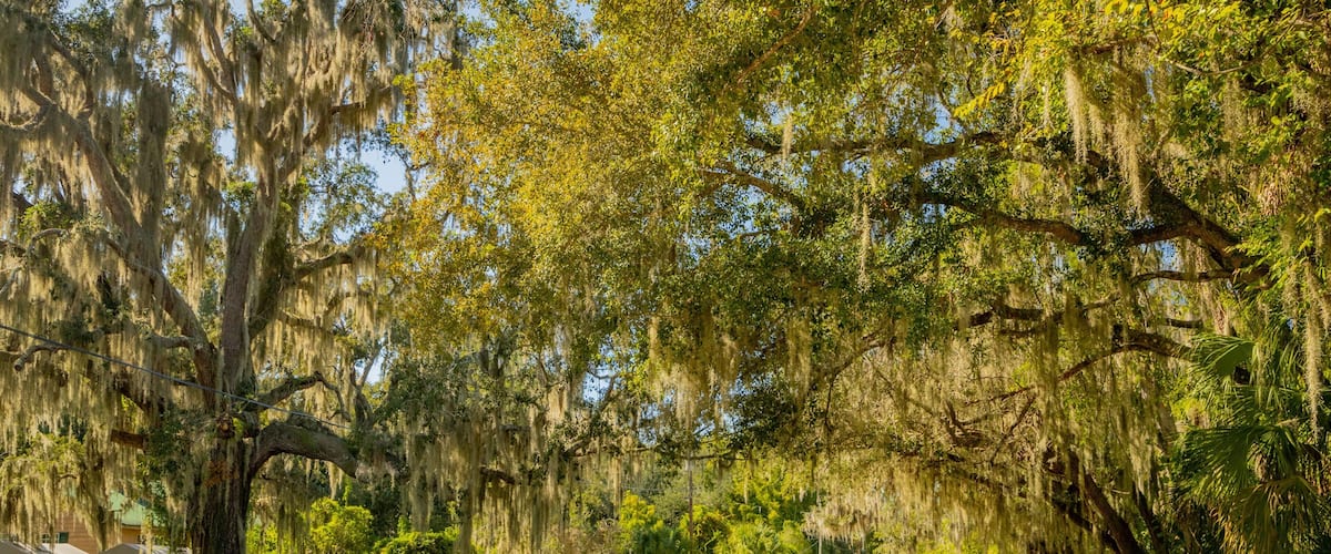 A tree-lined street with Spanish moss hanging from the branches.