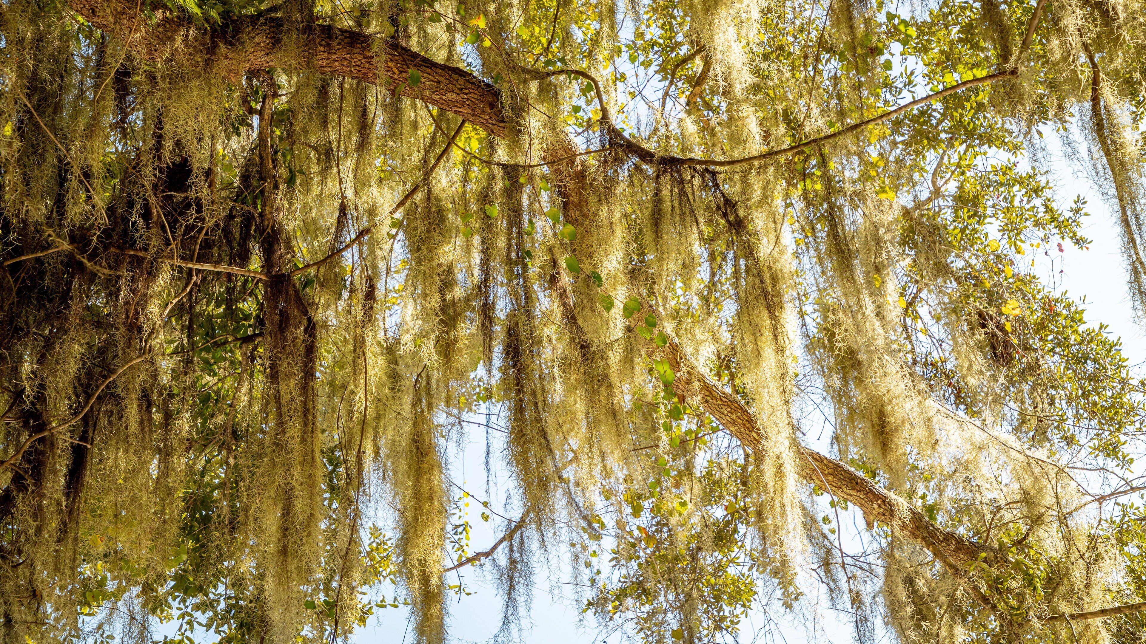 East Palatka featuring a garden