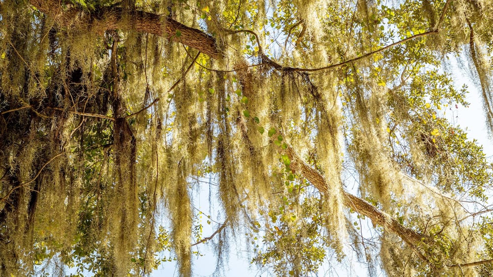 A tree with hanging moss and green leaves.