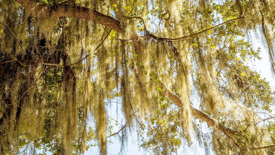 A tree with hanging moss and green leaves.