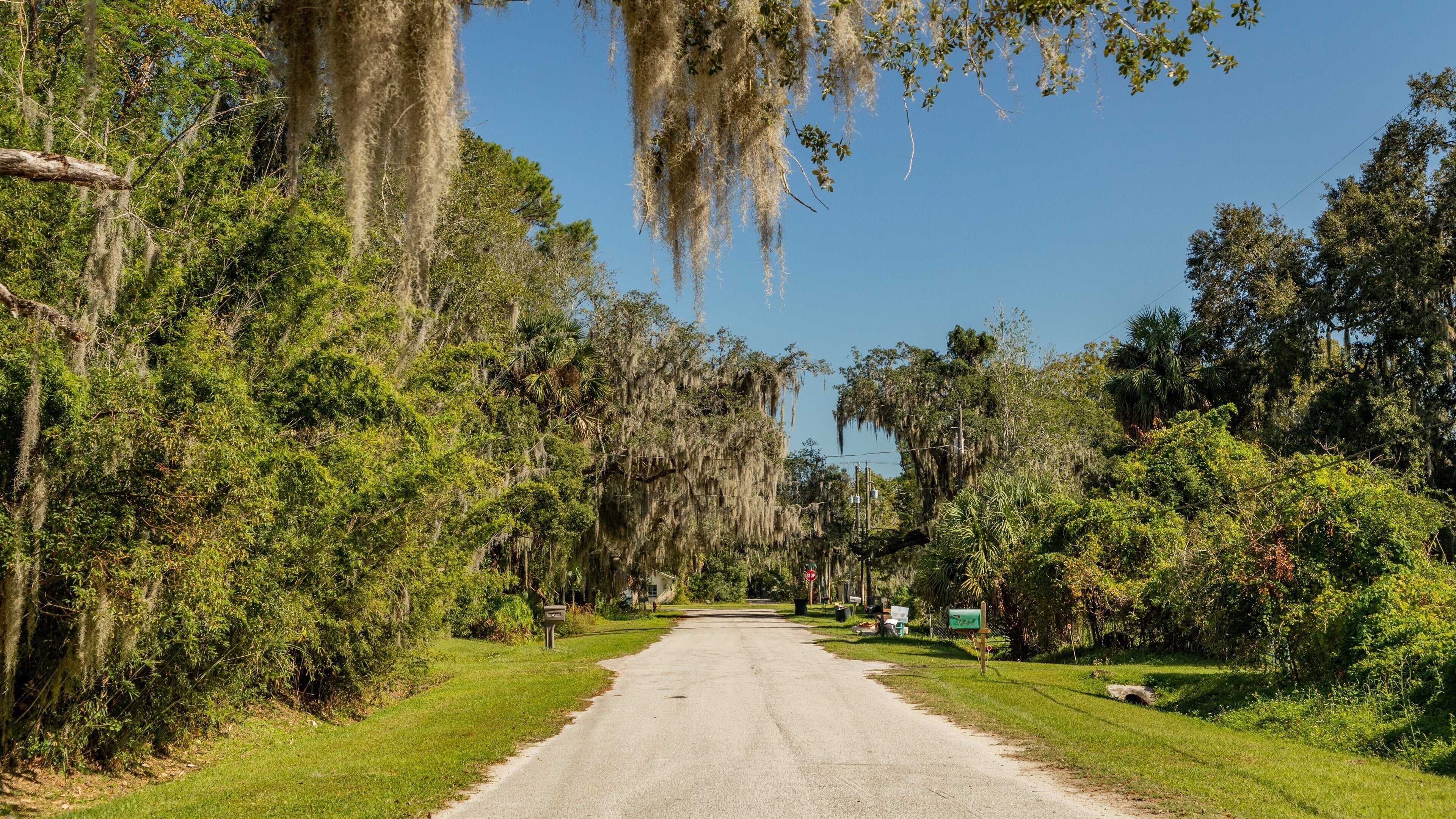 A rural road flanked by lush greenery and Spanish moss-covered trees.