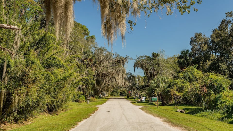 A rural road flanked by lush greenery and Spanish moss-covered trees.