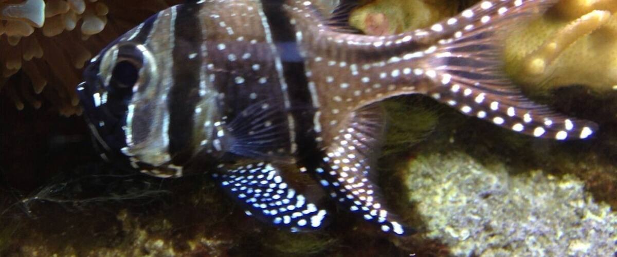 Lovely fish and coral