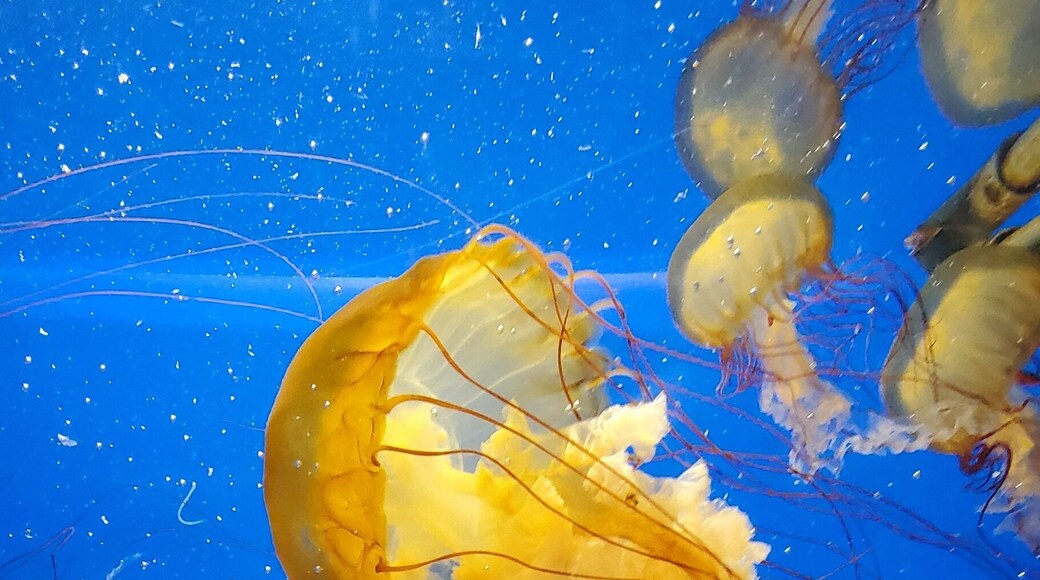 Denver's Downtown Aquarium