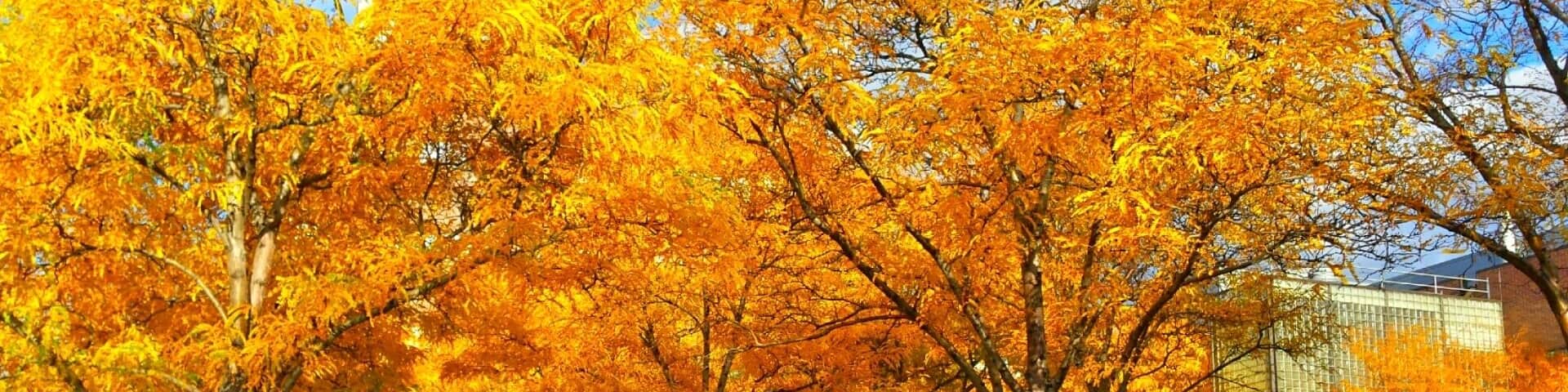 A #colorful fall on Auraria campus. Auraria also has its own brewery, one of the few in the nation on a college campus