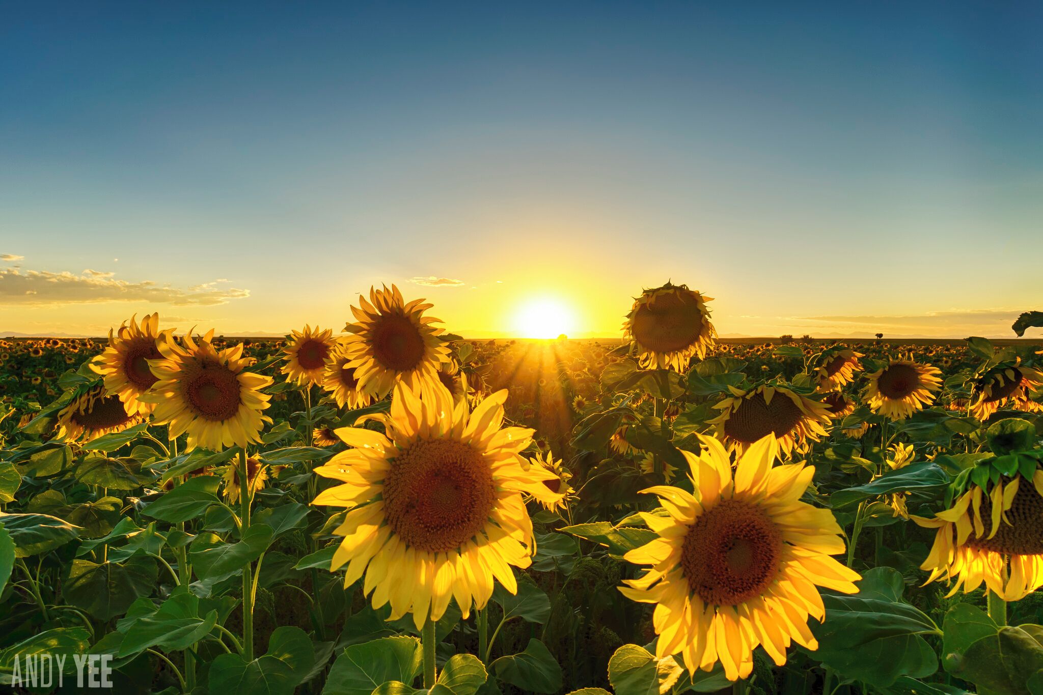 Sunflower fields just to the north of Denver International Airport (at this exact marker). Of course you have to go at the right season. Photo taken at sunset #TroveOn #traveltips #GoldenHour #BestOf5