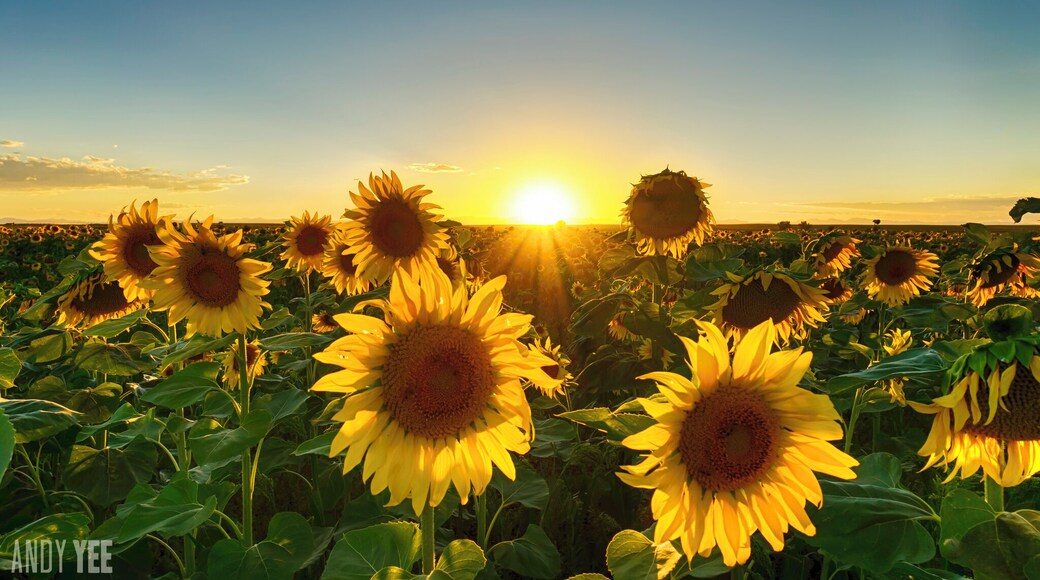 Sunflower fields just to the north of Denver International Airport (at this exact marker). Of course you have to go at the right season. Photo taken at sunset #TroveOn #traveltips #GoldenHour #BestOf5