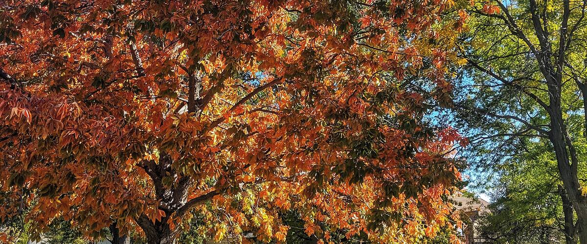 A park with a large tree displaying autumn foliage, a grassy area, and a bench.