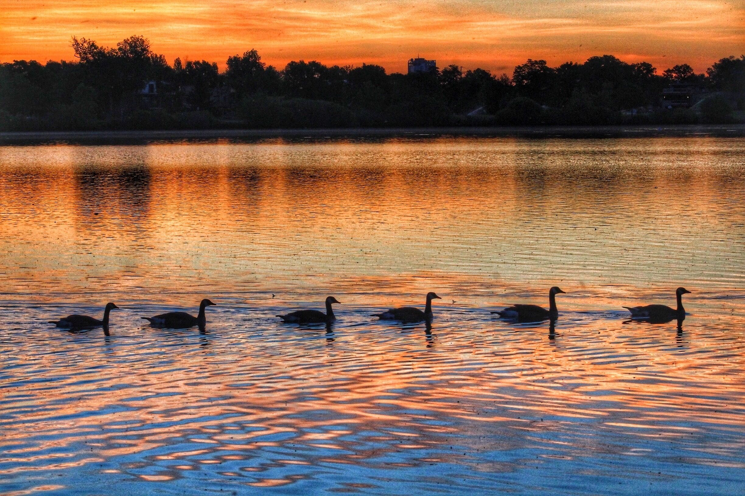 Sunrise with the ducks