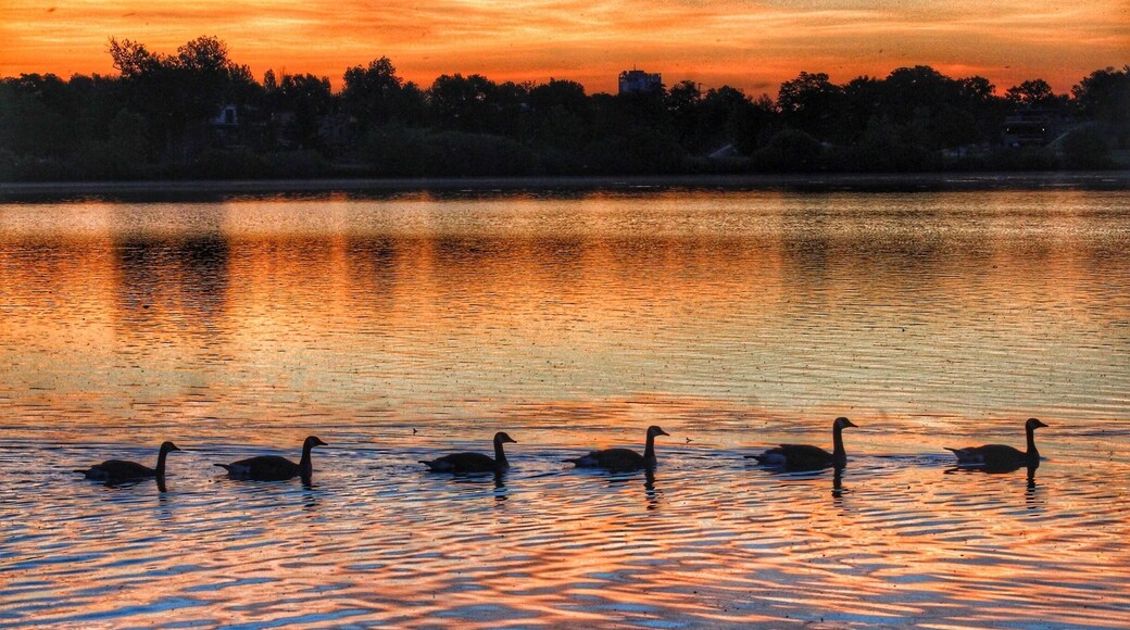 Sunrise with the ducks