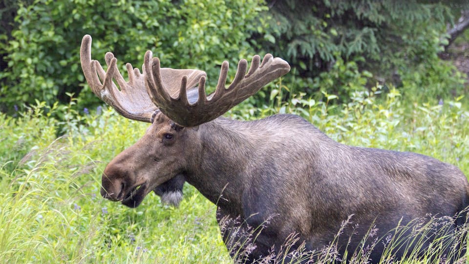 A moose in a grassy field with large antlers.