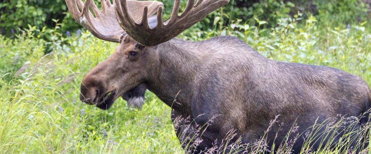 A moose in a grassy field with large antlers.