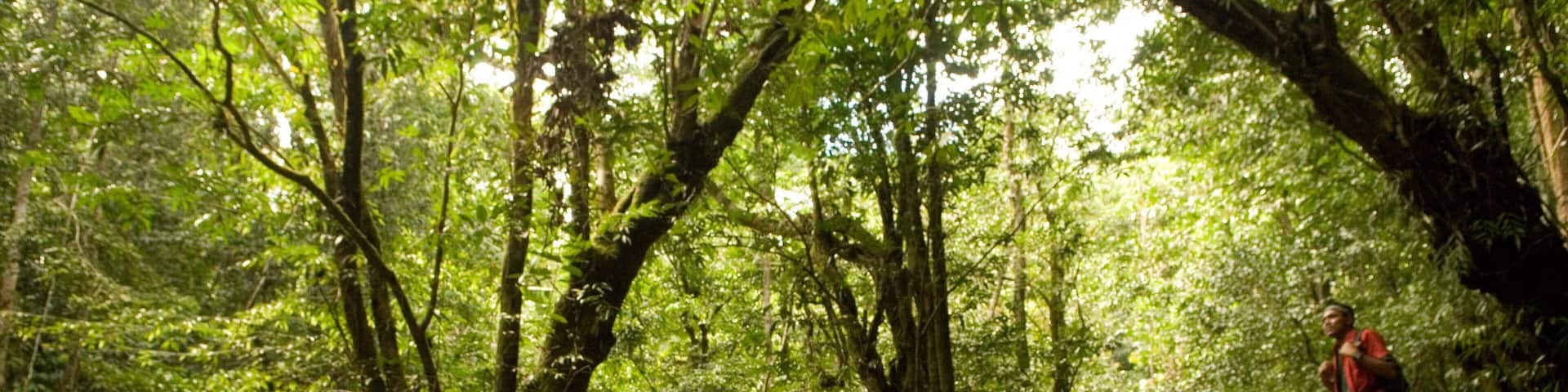 Taman Negara National Park showing forests as well as an individual male