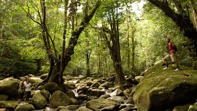 Taman Negara National Park showing forests as well as an individual male