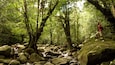 A forest with a stream, large rocks, and two people hiking.
