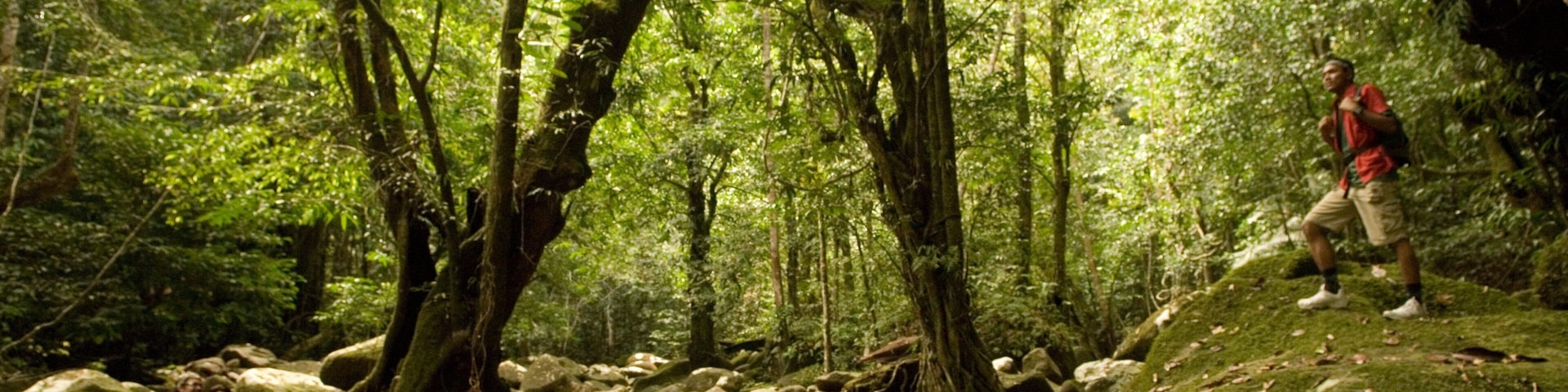 Taman Negara National Park showing forests as well as an individual male