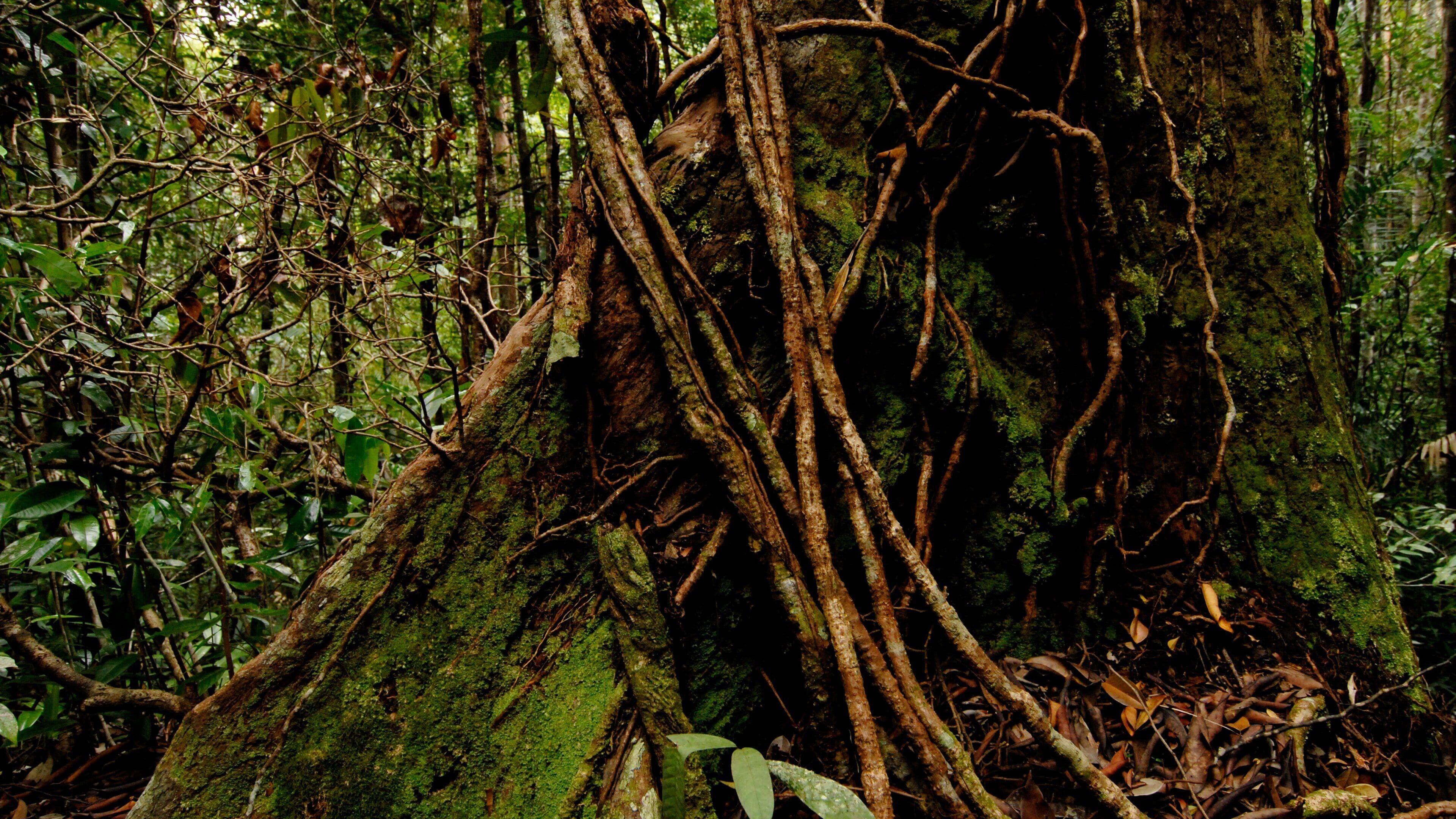 Taman Negara National Park which includes forests