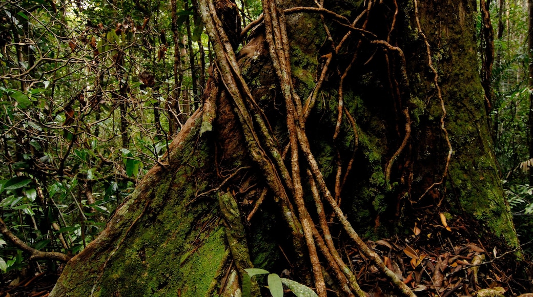 Taman Negara National Park which includes forests