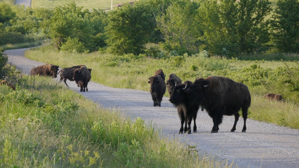 Group of American bison standing on the road in Prairie State Park, Mindenmines, Missouri.