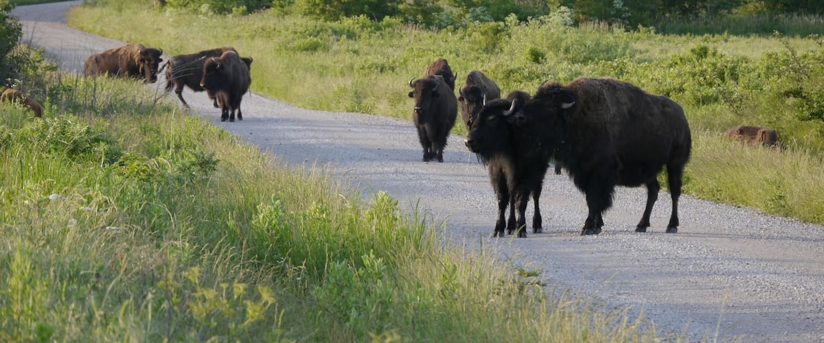 Group of American bison standing on the road in Prairie State Park, Mindenmines, Missouri.