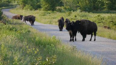 Group of American bison standing on the road in Prairie State Park, Mindenmines, Missouri.