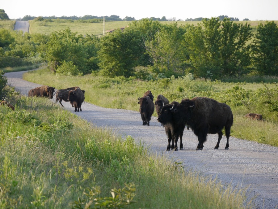 Group of American bison standing on the road in Prairie State Park, Mindenmines, Missouri.