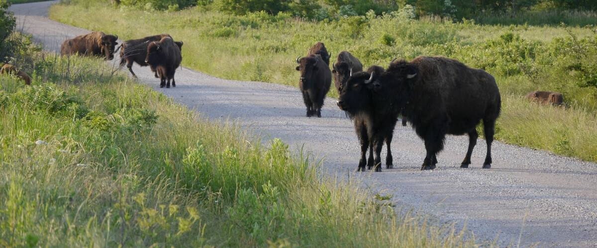A herd of bison on a rural road surrounded by greenery.