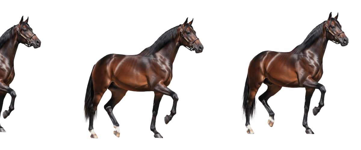 Three horses in motion.