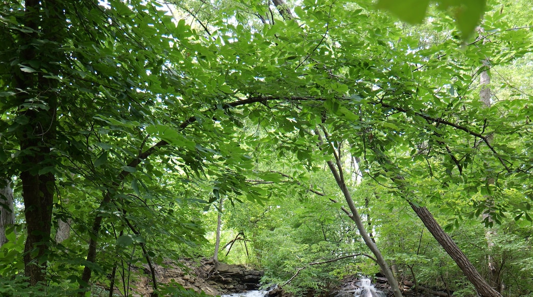 A waterfall in a forested area with people standing on a nearby path.
