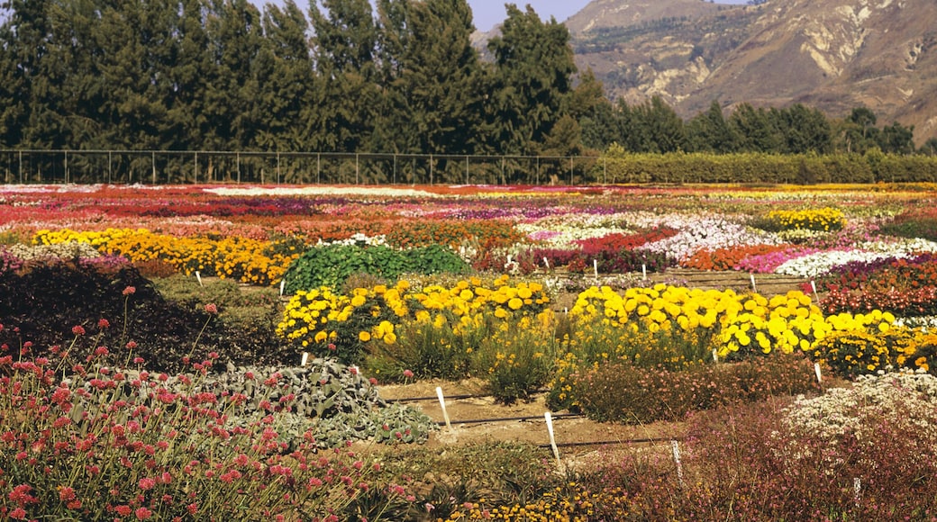 سانتا باولا