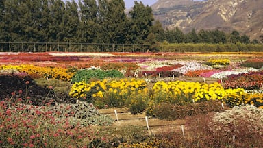 Multiple Flower Varieties Are Planted In A Patchwork And Seen In Late Summer In Ventura County, Trees And Mountains In The Background; Santa Paula, California, United States Of America