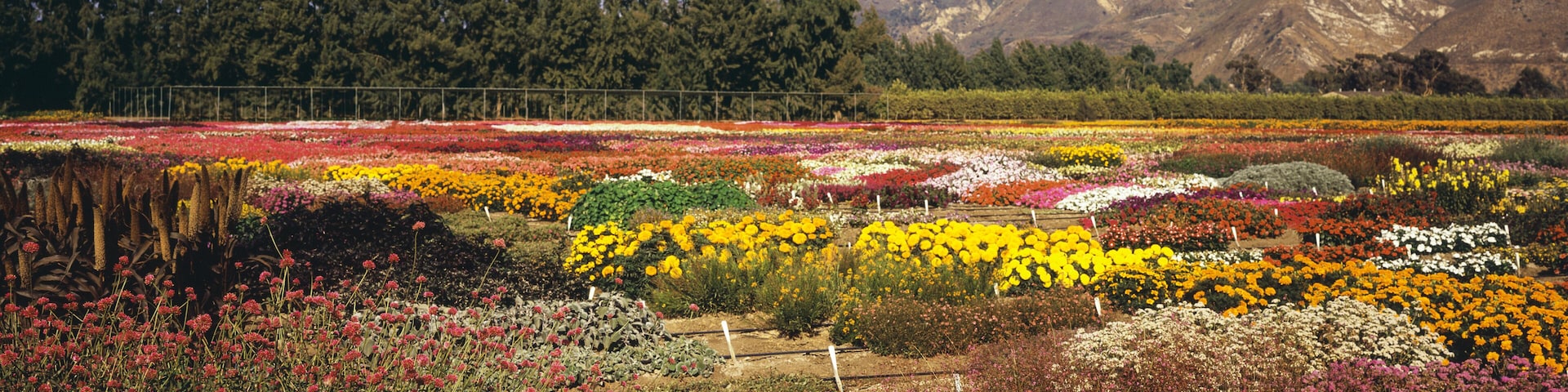 Multiple Flower Varieties Are Planted In A Patchwork And Seen In Late Summer In Ventura County, Trees And Mountains In The Background; Santa Paula, California, United States Of America