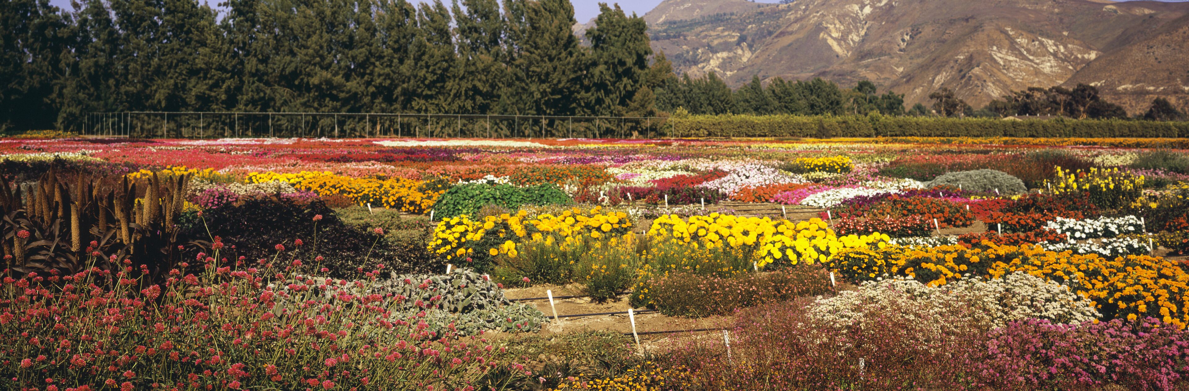 A flower garden with various colorful flowers and a mountainous backdrop.