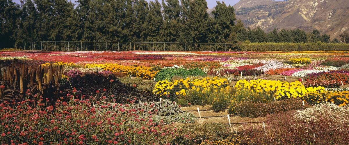 A flower garden with various colorful flowers and a mountainous backdrop.