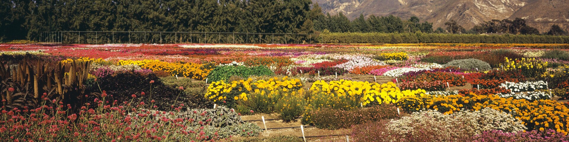 A flower garden with various colorful flowers and a mountainous backdrop.