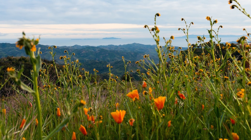 Wildflowers on Sulpher Mountain on the border of Ojai and Ventura, California