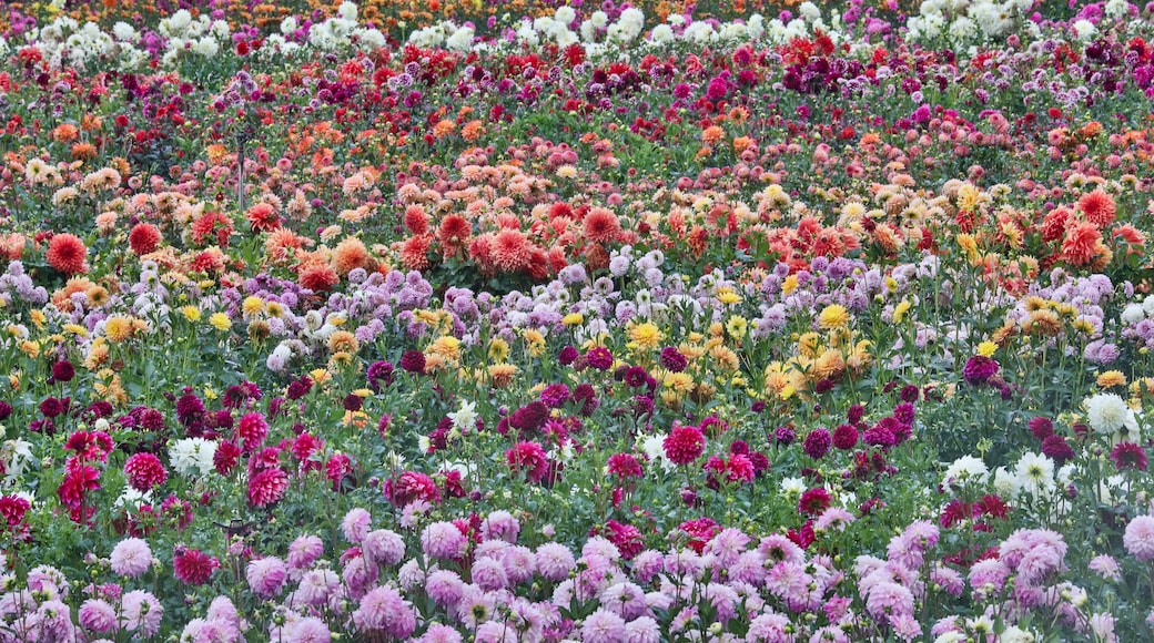 USA, Oregon, Wilsonville. Dahlia field layering of colorful Dahlias