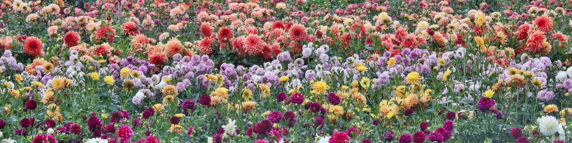USA, Oregon, Wilsonville. Dahlia field layering of colorful Dahlias