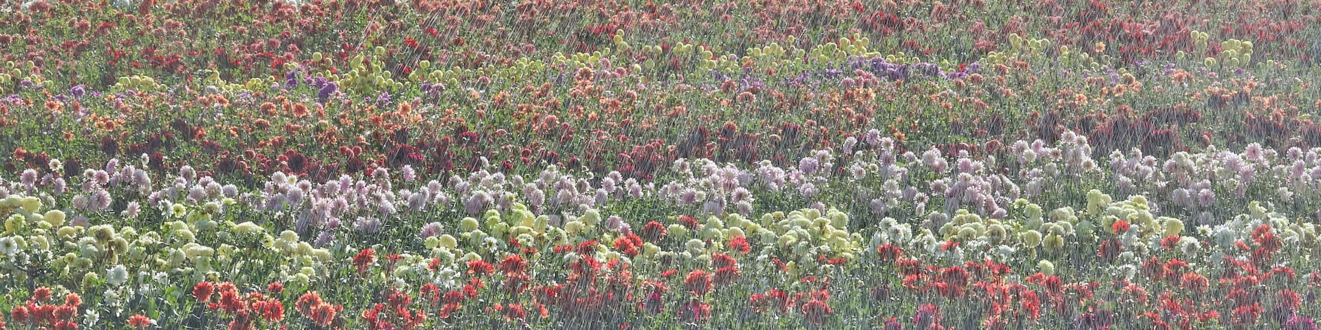 USA, Oregon, Wilsonville. Dahlia field layering of colorful Dahlias
