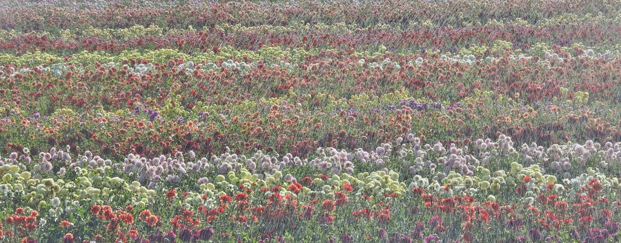 USA, Oregon, Wilsonville. Dahlia field layering of colorful Dahlias