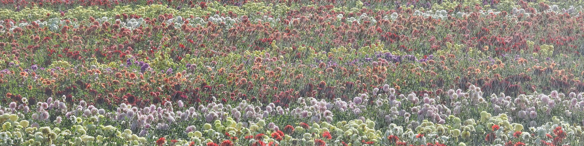 USA, Oregon, Wilsonville. Dahlia field layering of colorful Dahlias
