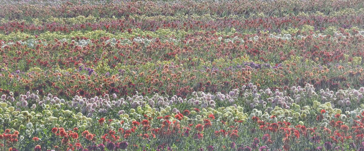 A field of diverse flowers in various colors.