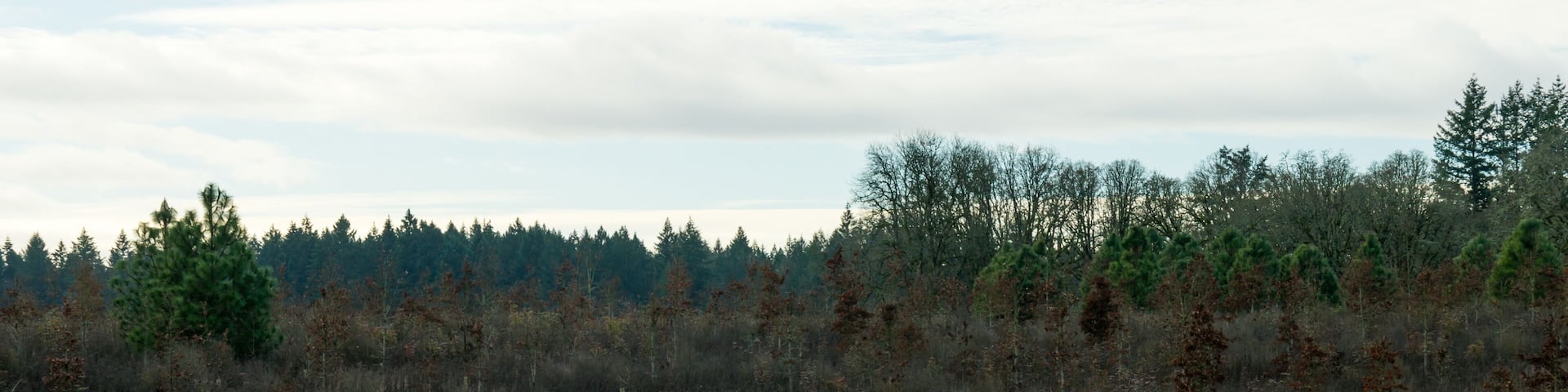 Graham Oaks Nature Park, Wilsonville, Oregon