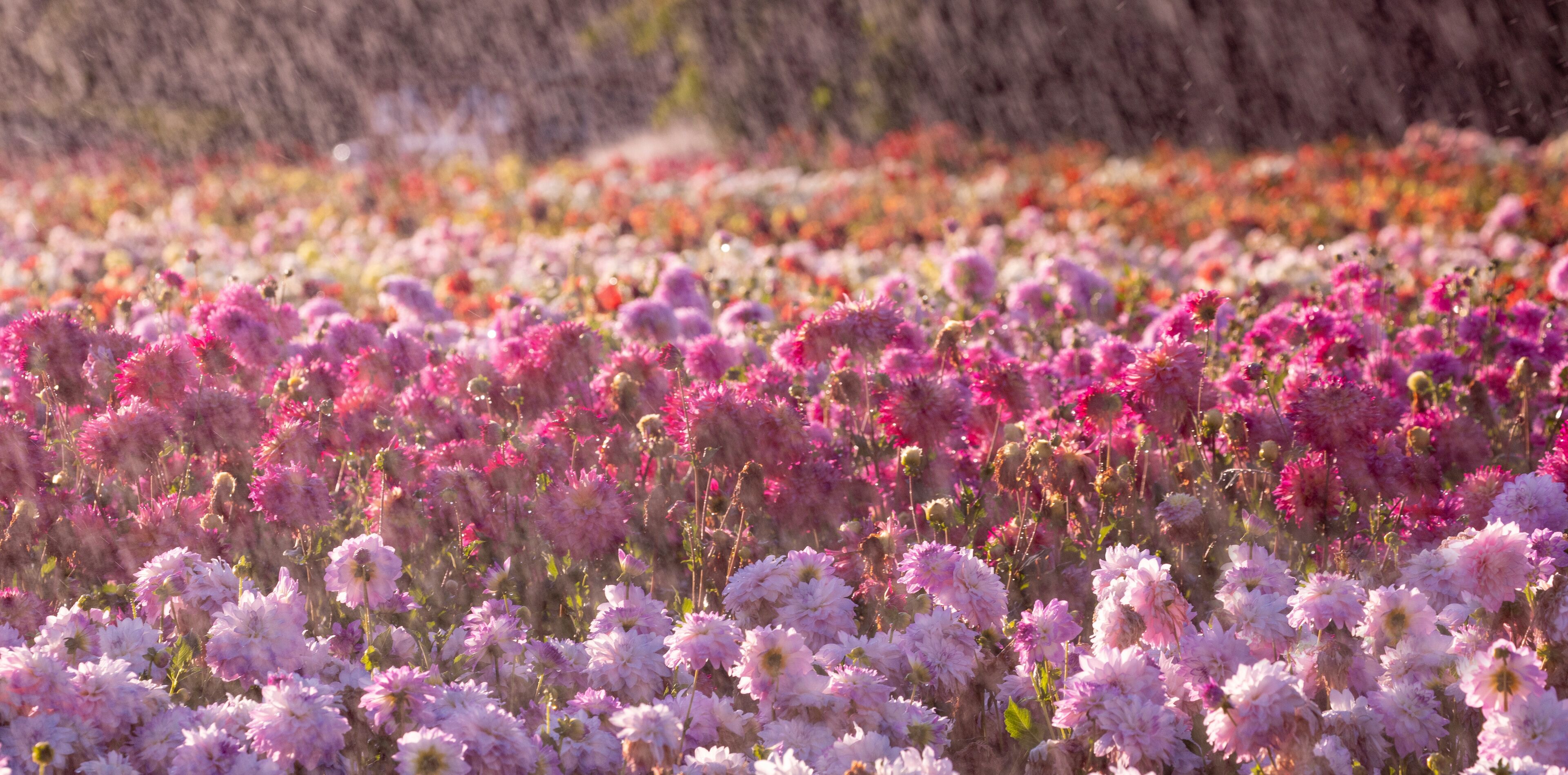 USA, Oregon, Wilsonville, dahlia field with water coming down like rain showers as they water the plants